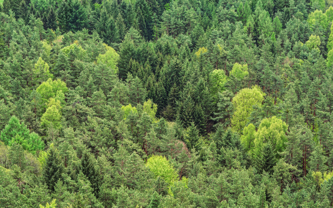 Paradoxul românesc al pădurilor